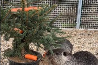 Nutrie w świątecznych nastrojach w Zagrodzie 3 Siostry