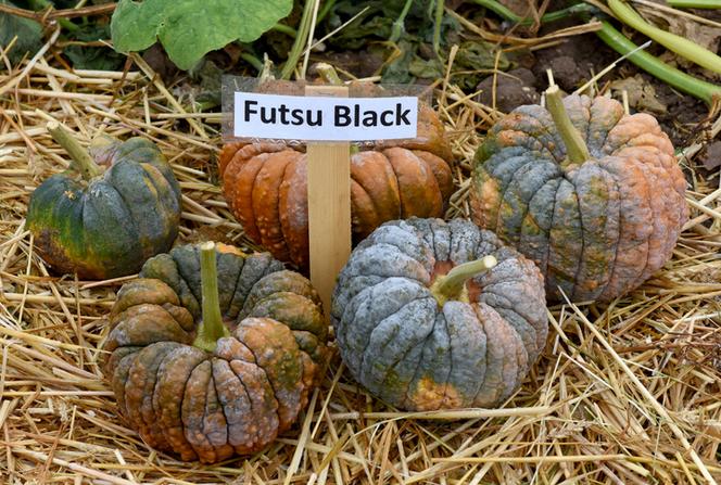 Dynia piżmowa Futsu Black