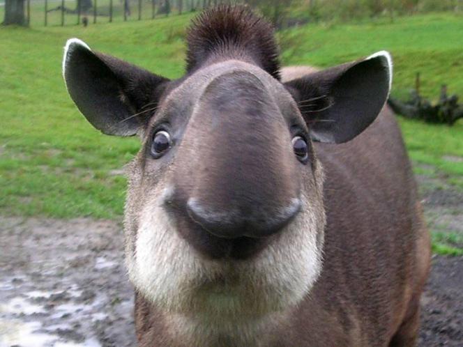 Tapir