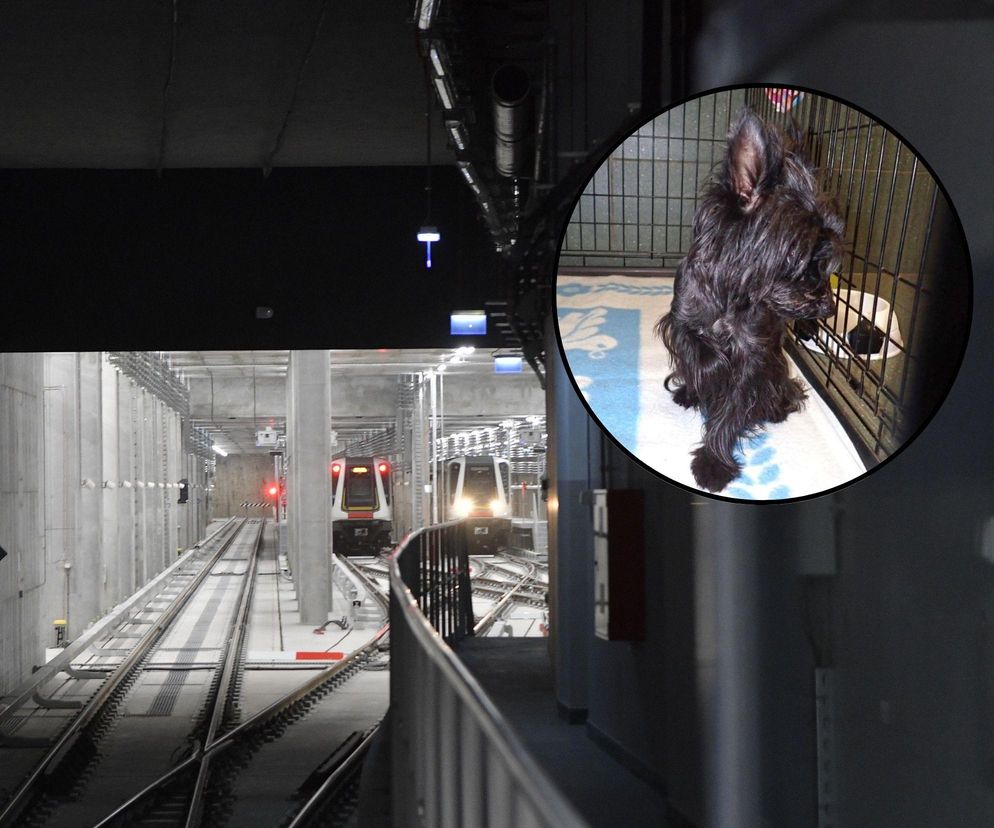 Pies sparaliżował metro w Warszawie. Teraz czeka na opiekuna