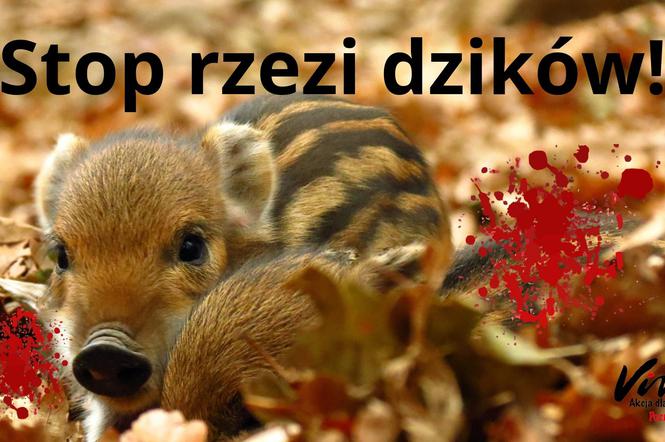 W całej Polsce odbywają się protestu przeciwko strzelaniu do dzików!