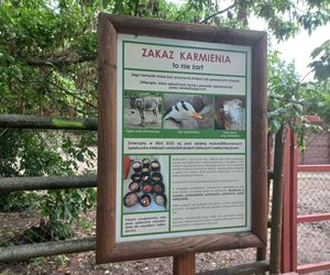 Mini ZOO w Lesznie ma nowych mieszkańców. To owce, konie i osioł
