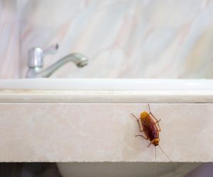 W Twojej kuchni pojawił się dziwny owad? Sprawdź, co zrobić, zanim mieszkanie będzie do remontu