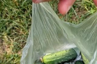 Szklarnia rodziców Marcina Mroczka (Piotrek w M jak miłość) 