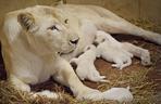 5 Białe lwy w Zoo Safari Borysew