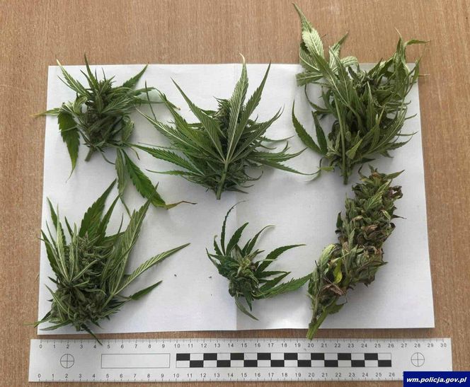 Plantacja konopi w powiecie Ostródzkim