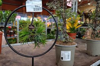 II Festiwal Roślin w Siedlcach odbył się w hali sportowej siedleckiej Samochodówki