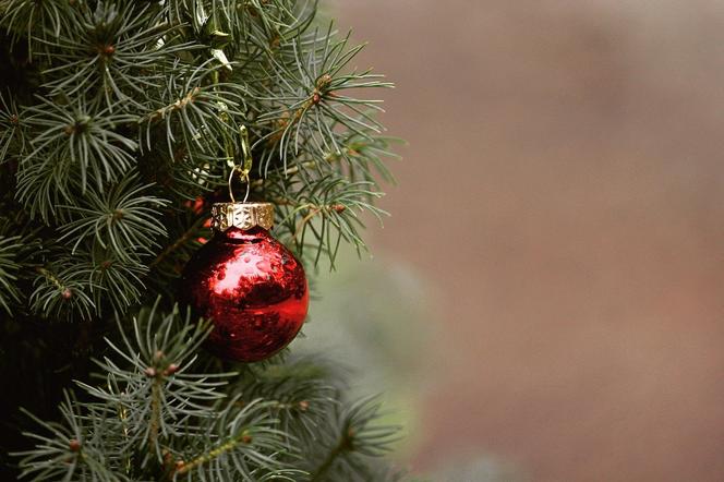  Gdzie kupić choinkę w Kielcach? Ile kosztuje świąteczne drzewko?