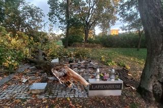 Drzewo zniszczyło lapidarium w Starym Fordonie. Zapytaliśmy miasto o stan pozostałych drzew na ul. Cechowej