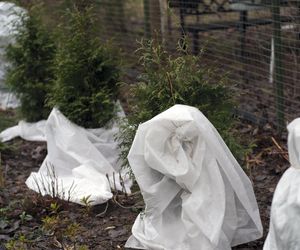 To najgorsza porada ogrodnicza, jaką usłyszysz. Jesienią nabierają się na nią tysiące Polaków