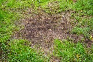 11 najczęstszych problemów z trawnikiem - przyczyny. Dlaczego trawa żółknie?