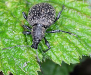 Jak walczyć z opuchlakami na żurawkach?