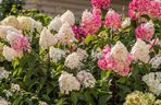 Hortensja bukietowa VANILLE FRAISE