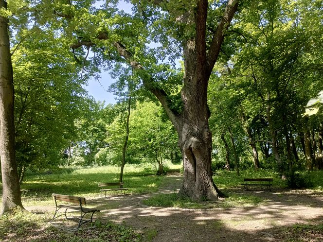 Parki podworskie w powiecie gdańskim