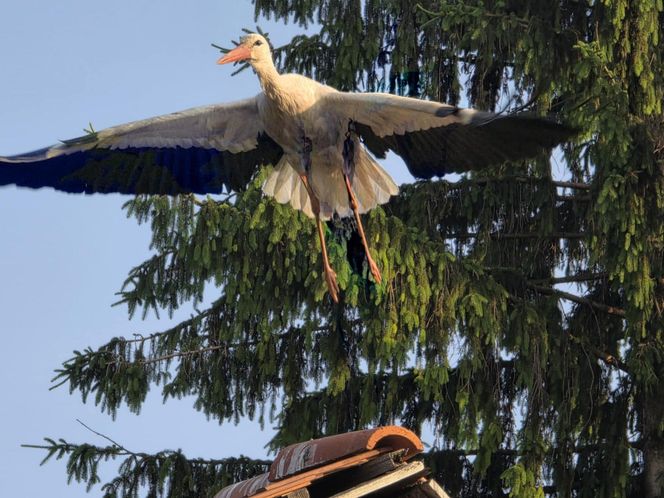 Kajtek bocian podwórkowy