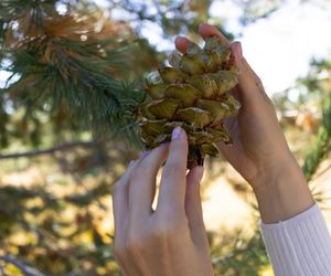 Cudowny lek z tajgi wspiera serce i siły witalne. Pokochasz go od razu