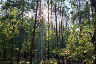 Bydgoski Park Narodowy może powstać. Jest konkretny pomysł 