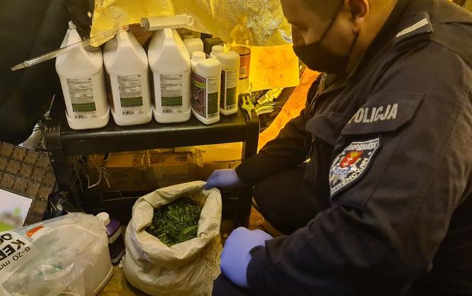 32-latek prowadził w Gdańsku profesjonalną plantację marihuany