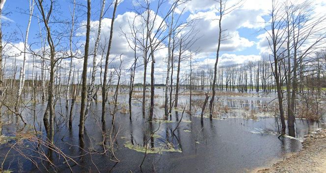 "Zatopiony las" woj. lubelskie