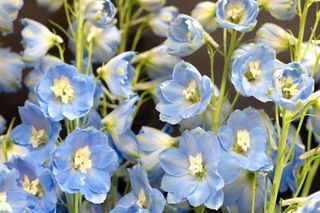 Rośliny wieloletnie do donic na zewnątrz