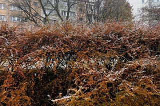 Pierwszy śnieg w Szczecinie