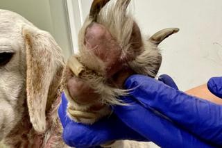 Bagier był żywą tarczą leczniczą