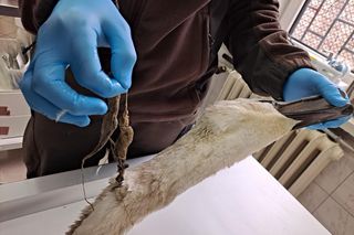 Śmierć w żyłce. Warszawskie ptaki giną przez śmieci wędkarzy.