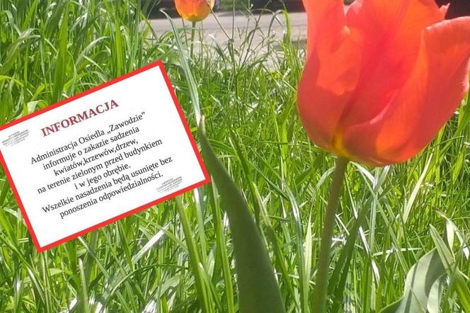 Zakaz sadzenia kwiatków, drzew i krzewów KSM na osiedlu Zawodzie w Katowicach