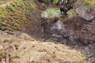 Klępa wpadła do basenu. Niecodzienna akcja ratunkowa w Wilczym Szańcu