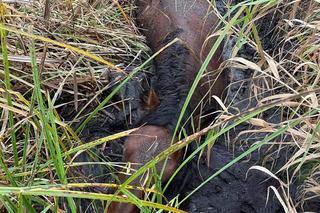 Strażacy uratowali konia tonącego w błocie