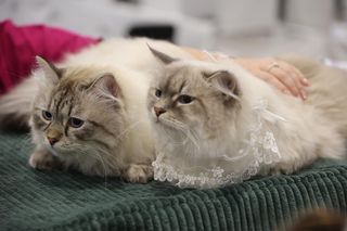 Wystawa kotów rasowych w Lublinie przyciągnęła tłumy!