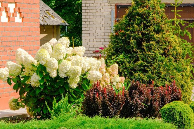 Hortensje bukietowe w ogrodzie