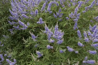 Niepokalanek pospolity - Vitex agnus-castus