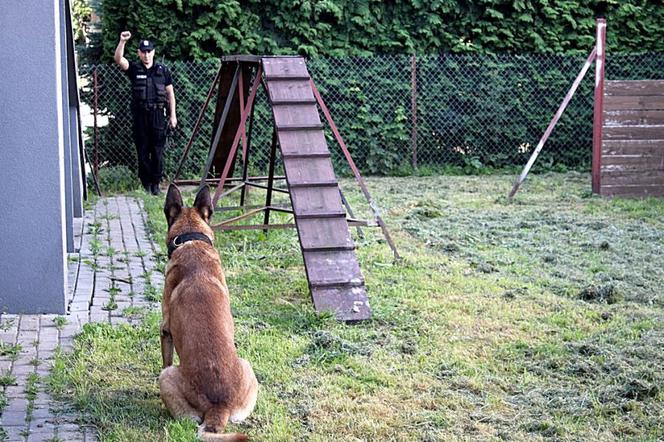 Szkolenie psów policyjnych w Bielsku Podlaskim. Zobacz, jak przebiega