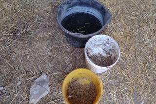 Łańcuch, przerośnięte pazury i krwawiące rany. KTOZ interweniuje pod Krakowem