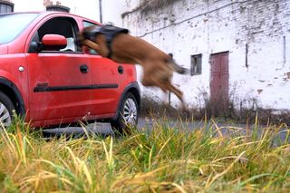 Policyjne psy w akcji. Tak szkolą czworonożnych funkcjonariuszy