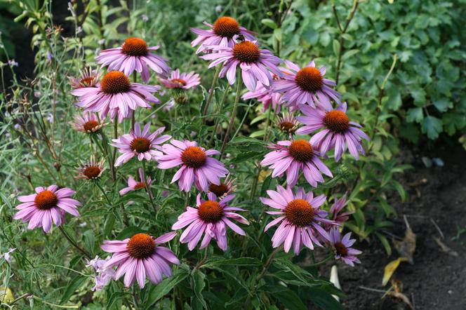 Jeżówka purpurowa - Echinacea purpurea