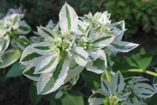 Wilczomlecz białobrzegi - Euphorbia marginata = Euphorbia variegata