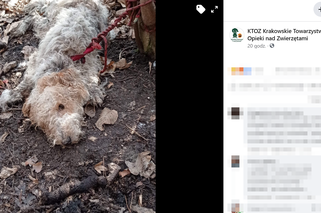 Brutalne zabójstwo psa pod Krakowem. Przywiązali go linką do drzewa! Pies konał w męczarniach