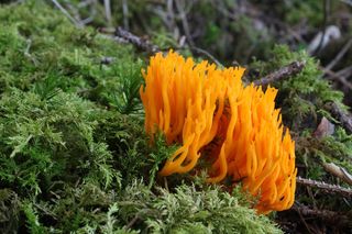 Ten grzyb wyglądem przypomina rafę koralową. Rośnie w polskich lasach i jest jadalny, choć prawie nikt go nie zbiera