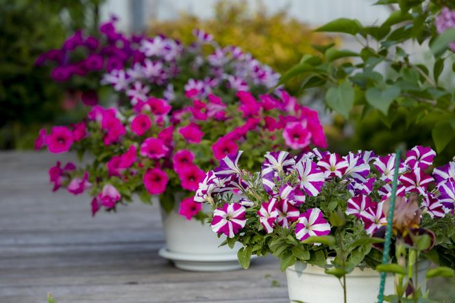 Petunia