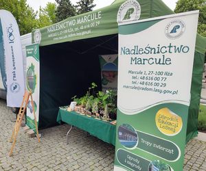 Nadleśnictwo Marcule blisko świętokrzyskiego