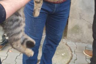 Kotek wypadł z II piętra