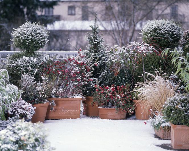 Drzewa, krzewy i byliny na zimowym balkonie
