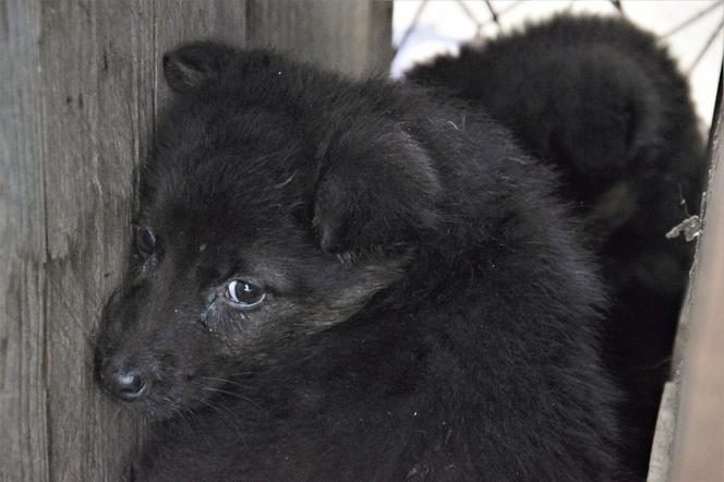 Słodziaki do wzięcia