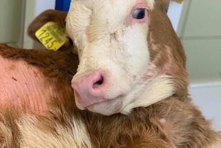 Cielak Pawełek musi nauczyć się chodzić [ZDJĘCIA