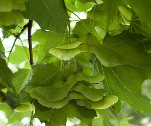 Klon - właściwości lecznicze i zastosowanie