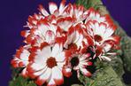 Starzec cyneraria