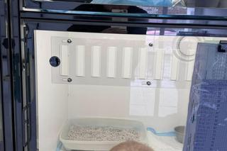 Kot Duszek najadł się migdałów, potrzebna była operacja.