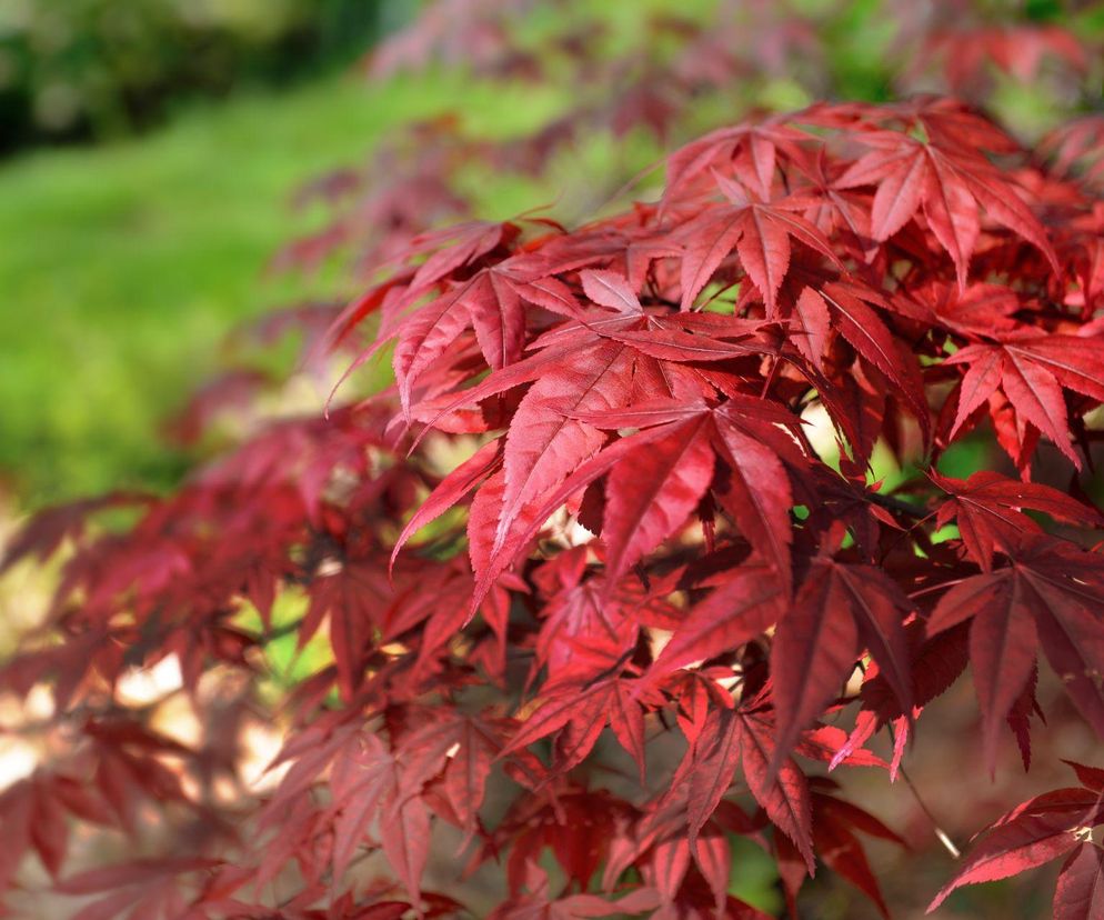 Zachwycający klon palmowy – poznaj odmiany i tajniki uprawy!